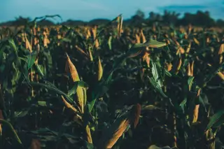 Ilustrasi: Tanaman jagung dengan tongkol yang siap panen di lahan perkebunan.