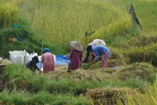 Ilustrasi: Sejumlah petani sedang memanen padi bersama di area persawahan.