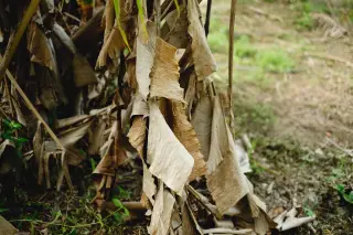 Ilustrasi: Sorotan dekat daun-daun pohon pisang yang kering kecokelatan di kebun.
