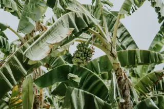 Ilustrasi: Tandan buah pisang muda yang menggantung di pohon pisang dengan daun-daun hijau lebar.