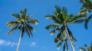 Ilustrasi: Pohon-pohon kelapa menjulang berlatar langit biru cerah dengan daun tertiup angin sepoi-sepoi.