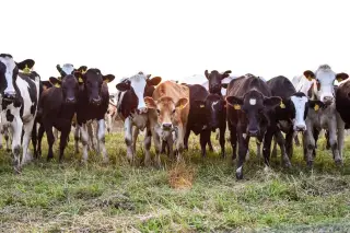 BPS: Populasi Sapi Potong Sumba Timur 40.248 Ekor pada 2023