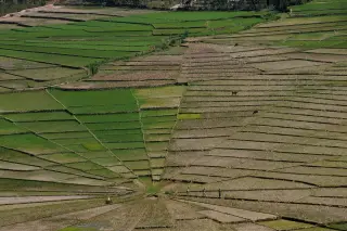 Foto arsip: Rice-field landscape near Ruteng, Flores Island, Indonesia.