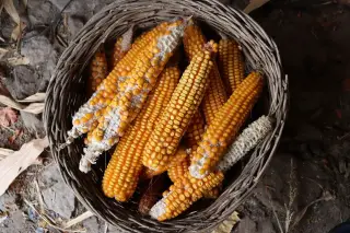 Ilustrasi: Sejumlah tongkol jagung kering berada di dalam keranjang anyaman rotan.