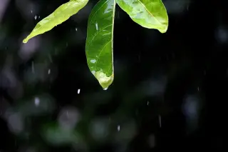 Ilustrasi: Tetesan air hujan jatuh dari ujung daun hijau dengan latar belakang gelap.