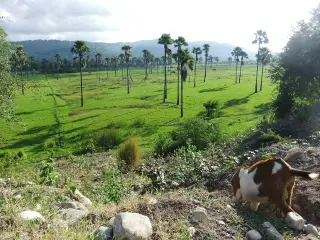 Foto arsip: Landscape of South Central Timor (Timor Tengah Selatan), Indonesia.