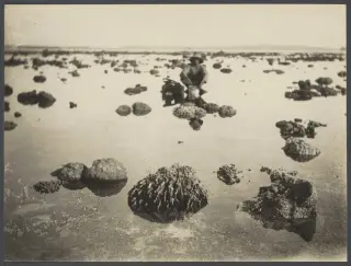 Foto arsip: Academische Collecties: 1899-1900, Siboga-expeditie naar Nederlands Oost-Indië, onder leiding van Max Wilhelm Ca.