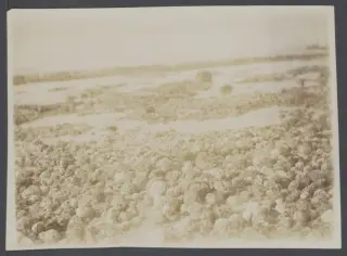Foto arsip: Academische Collecties: 1899-1900, Siboga-expeditie naar Nederlands Oost-Indië, onder leiding van Max Wilhelm Ca.