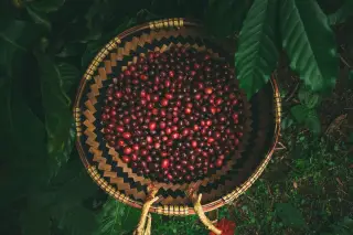 Ilustrasi: Biji buah kopi matang di dalam wadah anyaman bambu berlatar dedaunan hijau.