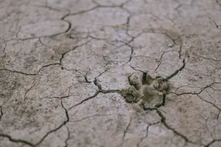 BMKG Tetapkan Seluruh NTT Berstatus Awas Kekeringan