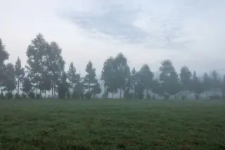 Ilustrasi: Padang rumput hijau dengan deretan pepohonan yang diselimuti kabut tebal di pagi hari.