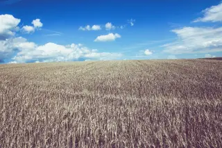 Ilustrasi: Hamparan ladang tanaman kering di bawah langit biru cerah berawan.