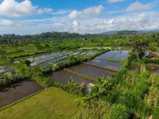 Ilustrasi: Pemandangan petak-petak sawah berair di bawah langit cerah berawan.
