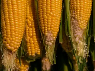 Alor Terima 105 Ton Benih Jagung untuk 7.000 Hektare