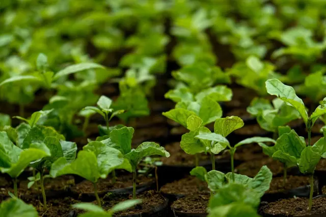 Polda NTT Tinjau Kebun Pangan di Kabupaten Kupang