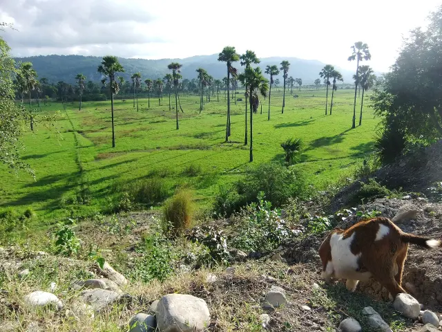 Kesiapan Benih Bawang Putih TTS Ditinjau Dinas Pertanian NTT