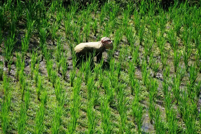 Dinas Pertanian Pantau Benih Padi Ciherang di Sumba Timur